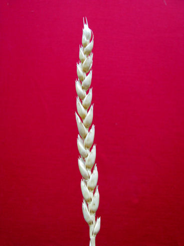 maiorca